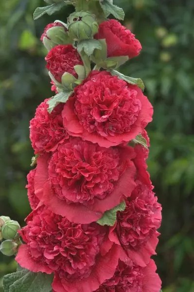 25 Double Rosey Red Hollyhock Seeds Perennial Giant Flower Plant