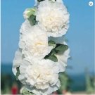 25 Charles White Hollyhock Seeds Perennial Flower