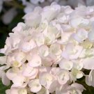 5 Blushing Bride Hydrangea Seeds Perennial Hardy Flower