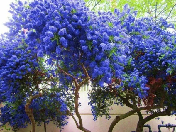 25 California Lilac Seeds Tree Fragrant Hardy Perennial Flower
