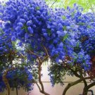 25 California Lilac Seeds Tree Fragrant Hardy Perennial Flower