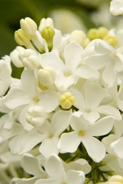25 Angel White Lilac Seeds Tree Fragrant Hardy Perennial Flower