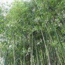 50 Giant Japanese Timber Bamboo Seeds Privacy Climbing