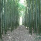 50 Moso Bamboo Seeds Privacy Climbing Clumping Shade