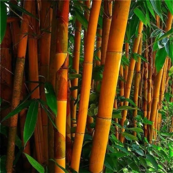 50 Orange Bamboo Seeds Privacy Seed Clumping Exotic