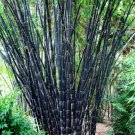 50 Tropical Black Bamboo Seeds Privacy Clumping Shade 50 Tropical Black Bamboo Seeds Privacy Clumping Shade