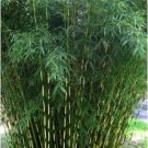 30 Pingwu Bamboo Seeds Privacy Plant Seed Screen Shade