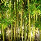 50 Yellow Bamboo Seeds Privacy Seed Clumping Shade