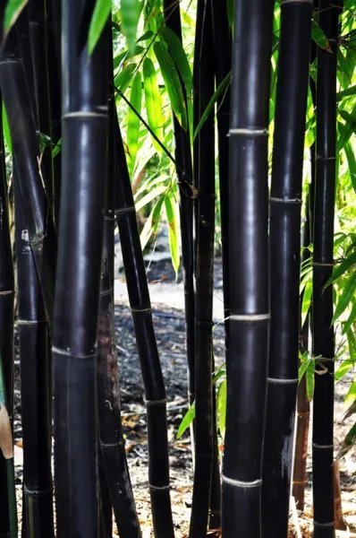 50 Timor Black Bamboo Seeds Privacy Seed Clumping Exotic