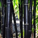 50 Timor Black Bamboo Seeds Privacy Seed Clumping Exotic 50 Timor Black Bamboo Seeds Privacy Seed Clumping Exotic
