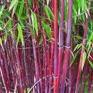 50 Siergras Bamboo Seeds Privacy Clumping Seed Flower