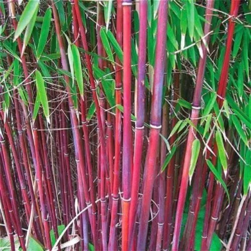 25 Red Bamboo Seeds Privacy Plant Shade Exotic Screen