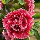 25 Double Red Pink Hollyhock Seeds Perennial Giant Flower