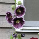25 Purple White Hollyhock Seeds Perennial Giant Flower