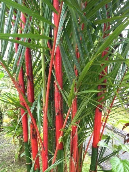50 Costa Rico Red Moso Bamboo Seeds Privacy Climbing Seed
