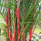 50 Costa Rico Red Moso Bamboo Seeds Privacy Climbing Seed