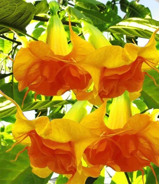 10 Dbl Bright Yellow Orange Angel Trumpet Seeds Seed Flower