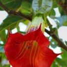 10 Red Angel Trumpet Seeds Flower Fragrant Shrub