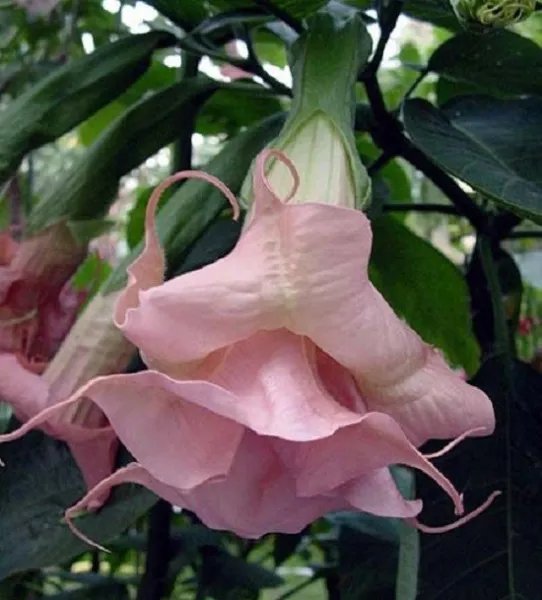 10 Double Light Pink Angel Trumpet Seeds Flower Fragrant