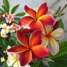 5 Dark Orange Plumeria Seeds Plants Flower Lei Hawaiian Perennial Bloom