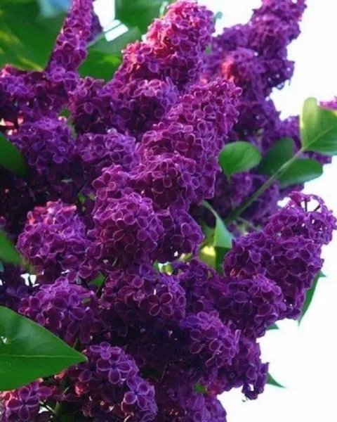 25 Dark Purple Lilac Seeds Tree Fragrant Perennial Flower