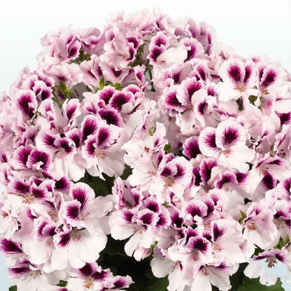 10 White Purple Geranium Seeds Perennial Flower Seed Bloom