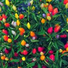 25 Prairie Fire Ornamental Pepper Seeds Spicy Seed Plant Perennial