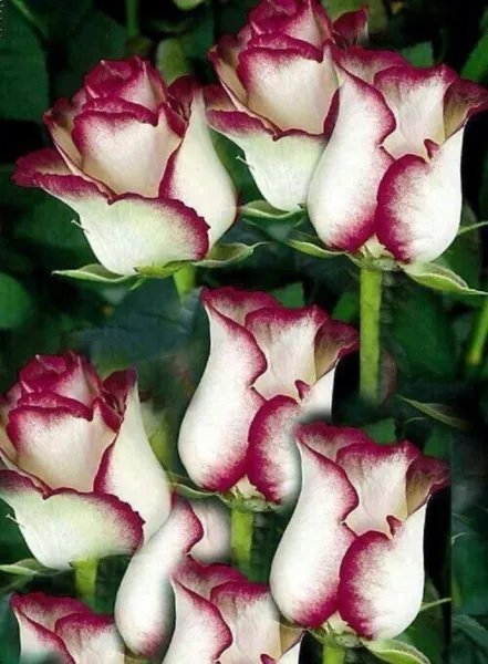 10 White Pink Rose Seeds Flower Bush Perennial