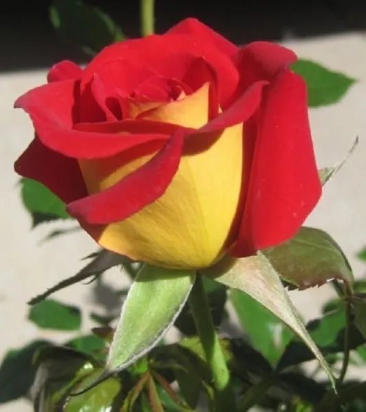 10 Yellow Red Rose Seeds Flower Bush Perennial Flower