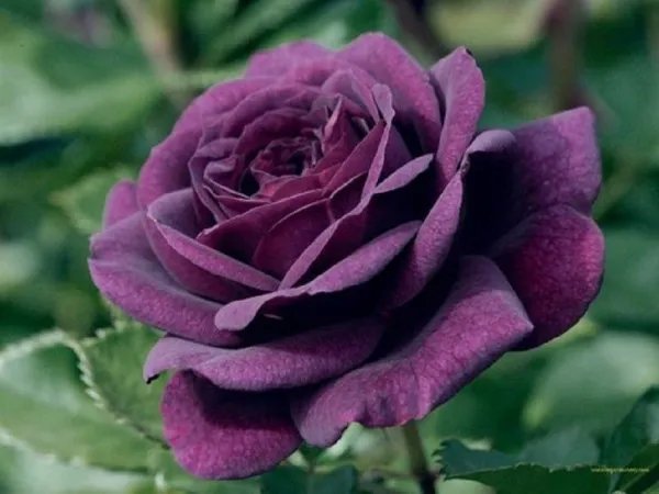 10 Dark Purple Rose Seeds Flower Bush Bloom Perennial