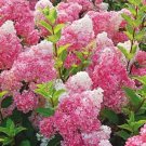 5 Dark Strawberry Hydrangea Seeds Perennial Hardy Seed Shrub Flower