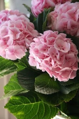 5 Light Pink Hydrangea Seeds Perennial Hardy Shrub Flower