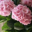 5 Light Pink Hydrangea Seeds Perennial Hardy Shrub Flower