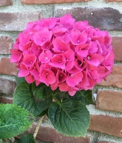 5 Pink Hydrangea Seeds Perennial Shrub