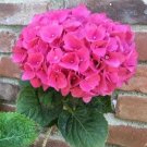 5 Pink Hydrangea Seeds Perennial Shrub