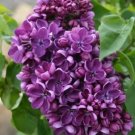 25 Purple Lilac Seeds Tree Fragrant Hardy Perennial Flower