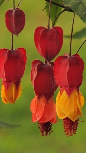 25 Red Orange Bleeding Heart Seeds Shade Flower Perennial