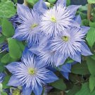 25 Light Blue Clematis Seeds Seed Bloom Perennial Flower