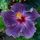 20 Purple Hibiscus Seeds Perennial Flower Seed Bloom