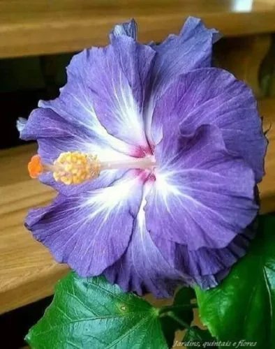 20 Blue White Hibiscus Seeds Flower Perennial