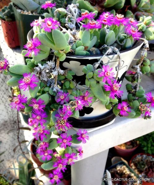 Rare Antimima Turneriana Exotic Ice Plant Ruschia Cactus Mesembs Seed 15 Seeds