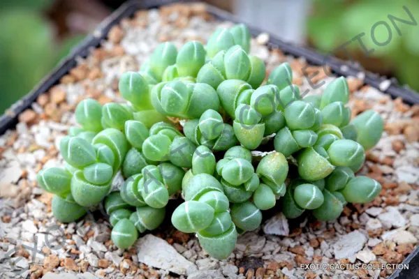 Rare Antimima Envoluta Living Stone Rock Mesembs Pebble Cactus Seed 15 Seeds