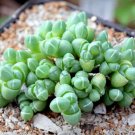 Rare Antimima Envoluta Living Stone Rock Mesembs Pebble Cactus Seed 15 Seeds