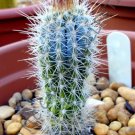 Rare Pilosocereus Braunii Exotic Color Columnar Cacti Cactus Seed 10 Seeds