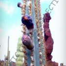 Rare Pilosocereus Azulensis Blue Color Columnar Cacti Cactus Plant Seed 20 Seeds