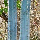 Rare Pilosocereus Pentaedrophorus Exotic Succulent Cacti Cactus Seed 20 Seeds