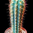 Pilosocereus Braunii Exotic Color Columnar Rare Cacti Cactus Seed 10 Seeds