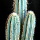 Pilosocereus Odilensis Exotic Color Columnar Rare Cacti Cactus Seed 10 Seeds