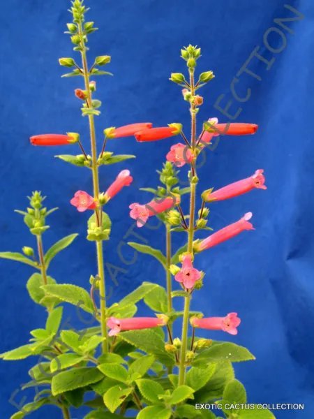 Rare Sinningia Hybrid Red Exotic Succulent Seed 20 Seeds