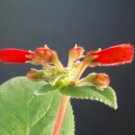 Rare Sinningia Cardinalis Exotic Caudex Cauduciform Bulb Gesneria Seed 10 Seeds